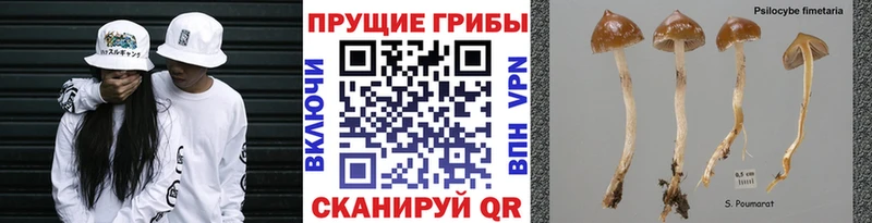 Купить  Каргат  Псилоцибиновые грибы MAGIC MUSHROOMS 